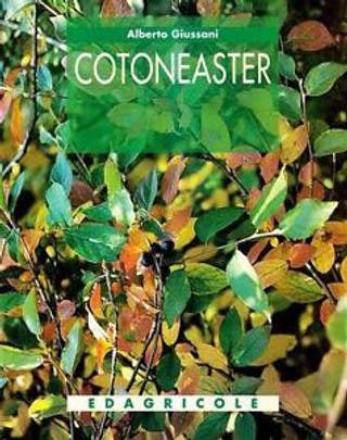 Immagine copertina Cotoneaster