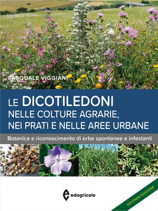 Le dicotiledoni nelle colture agrarie, nei prati e nelle aree urbane