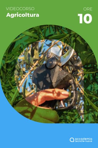 Immagine 2 copertina Olivo e Olio digitale + Corso Potatura dell'olivo metodo Colp