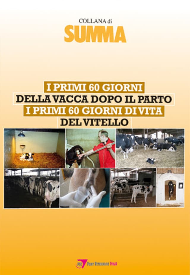 I primi 60 giorni della vacca dopo il parto, i primi 60 giorni di vita del vitello