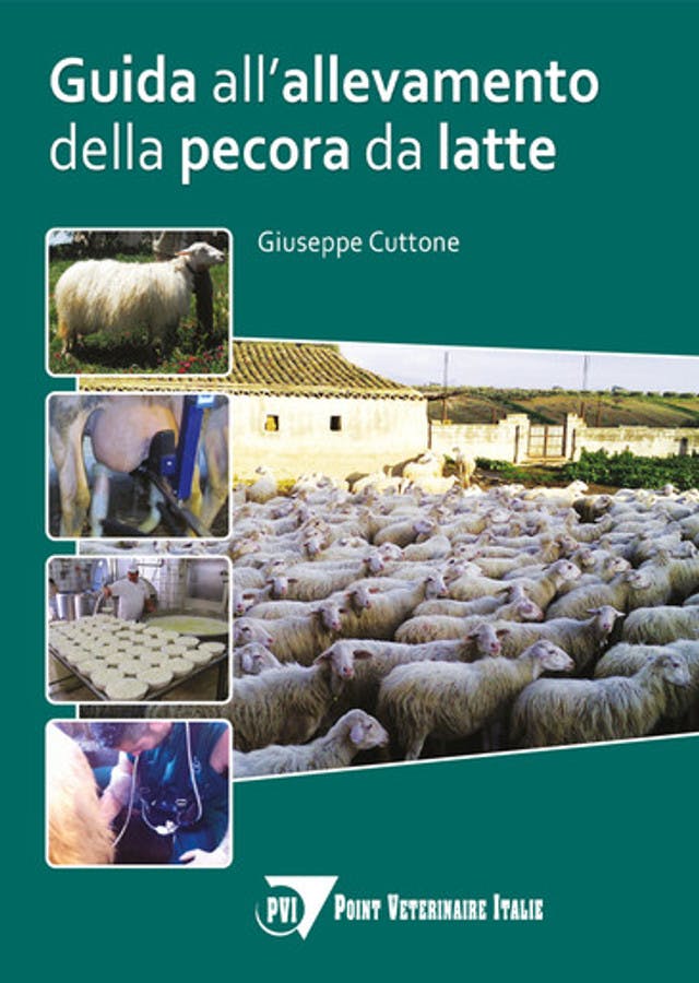 Guida all’allevamento della pecora da latte