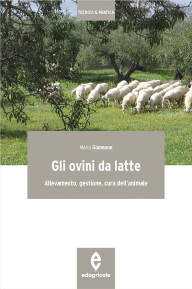 Gli ovini da latte