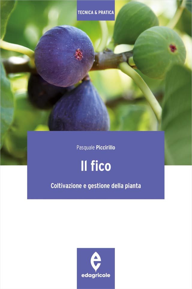Il fico