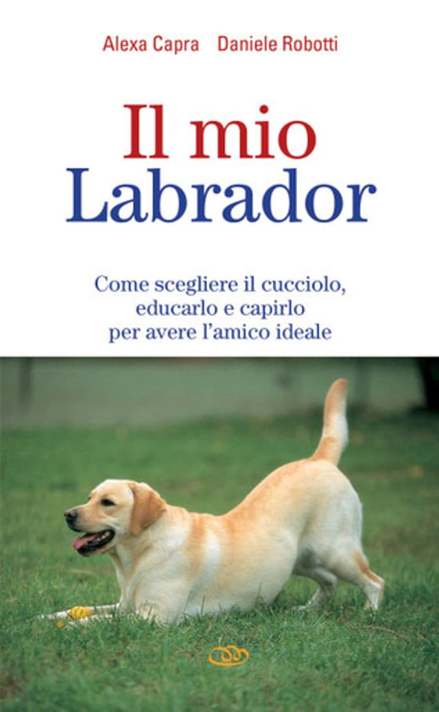 Il mio labrador