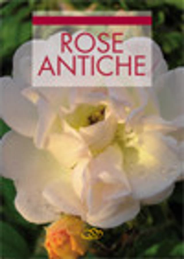 Rose antiche