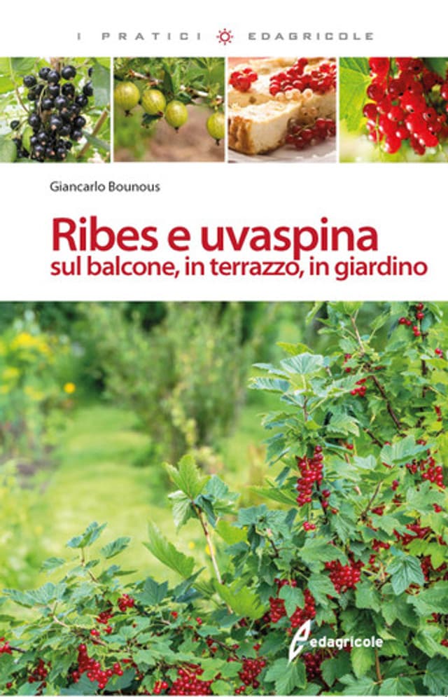 Ribes e uvaspina