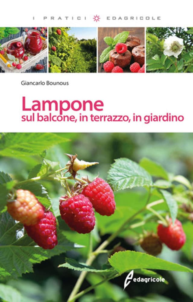 Lampone