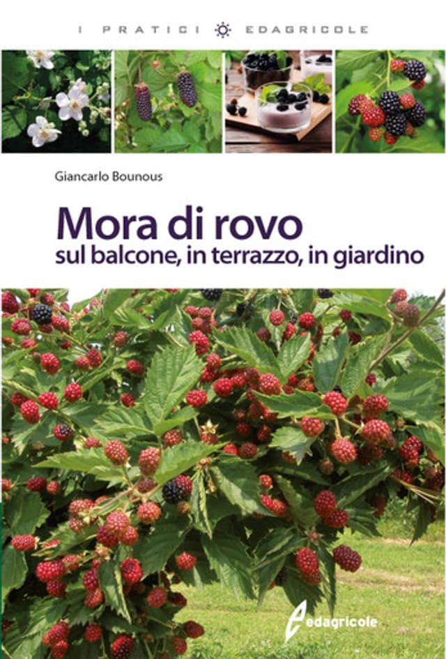 Mora di rovo