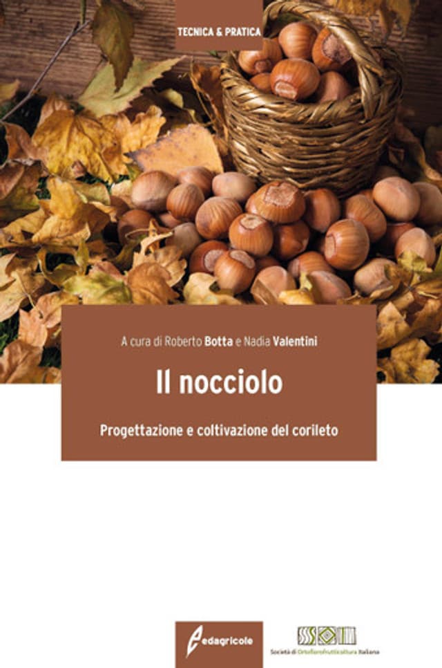 Il nocciolo