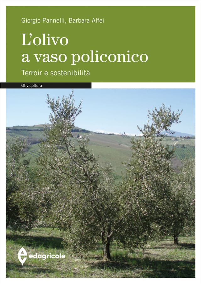 L'olivo a vaso policonico