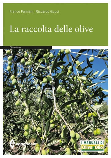 La raccolta delle olive