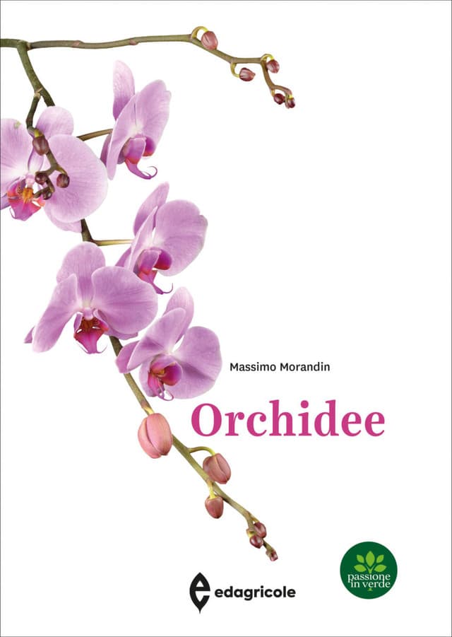 Orchidee