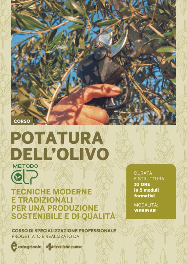 Potatura dell’olivo