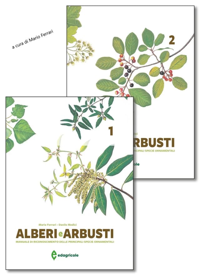 Alberi e arbusti